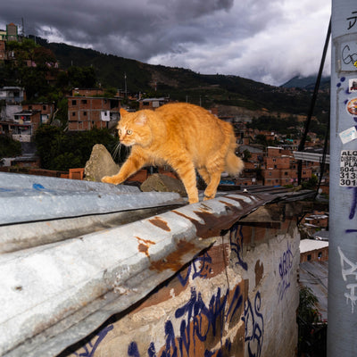 Tour Experencial Comuna 13 Ezencial + Teje tu propio souvenir